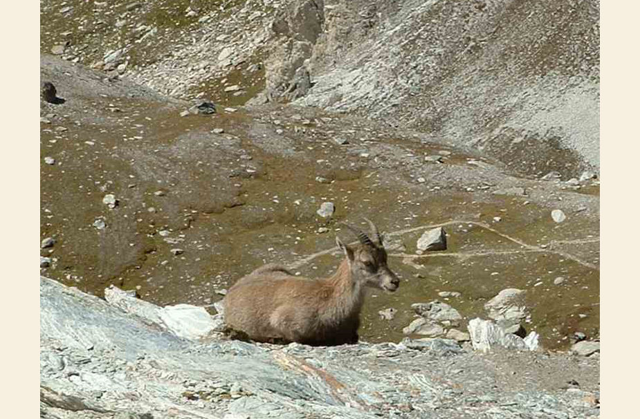 vanoise163com