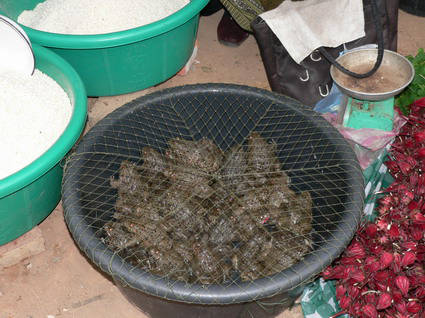 Crapeaux en vente BeuurrK!