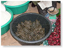 Crapeaux en vente BeuurrK!