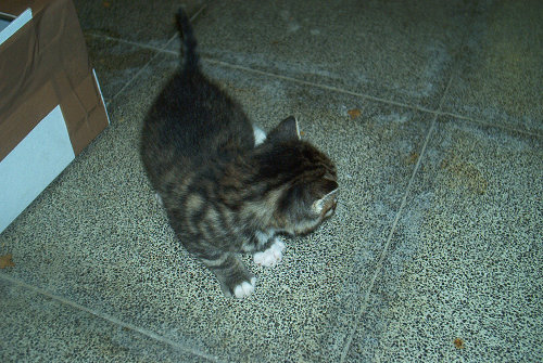 Minou op 26.04.2006 003