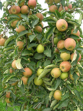 20061001 08 Wijer appelboomgaarden