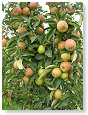 20061001 08 Wijer appelboomgaarden