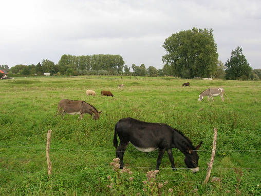 20061001 13 Haspengouwse ezels