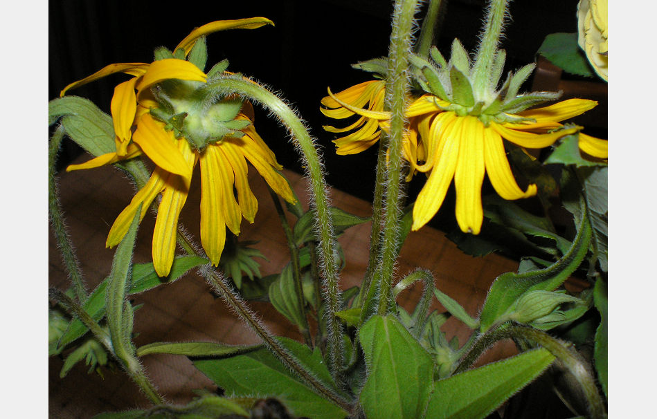 P8050089
