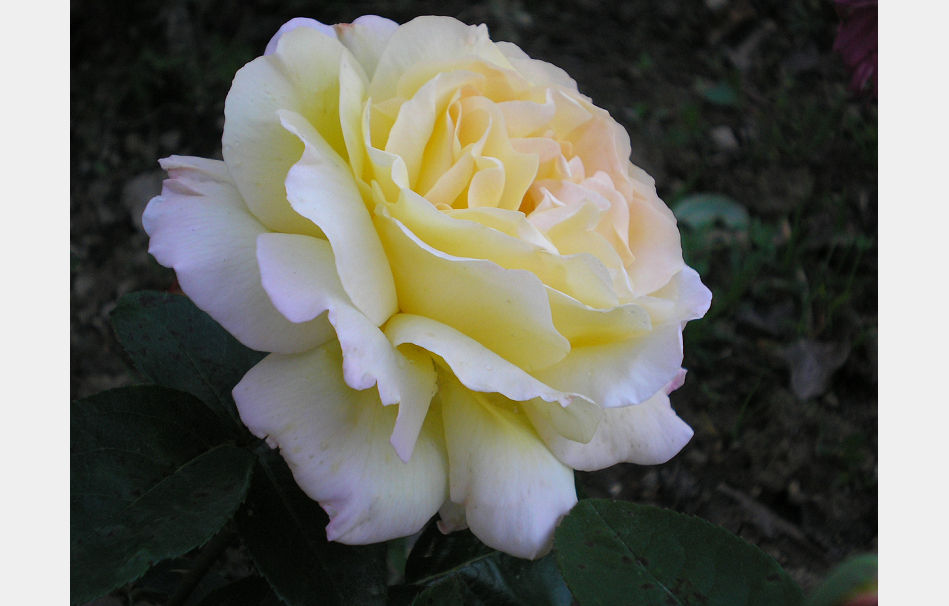 P9090547