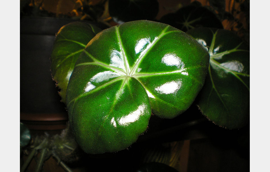 P8050098