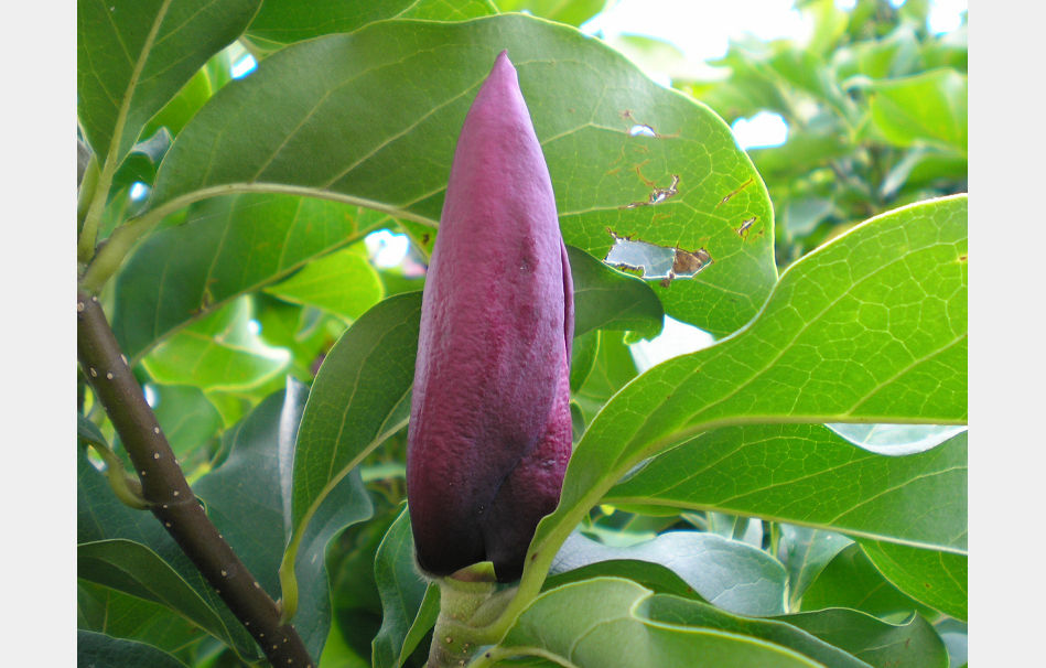 P8050125