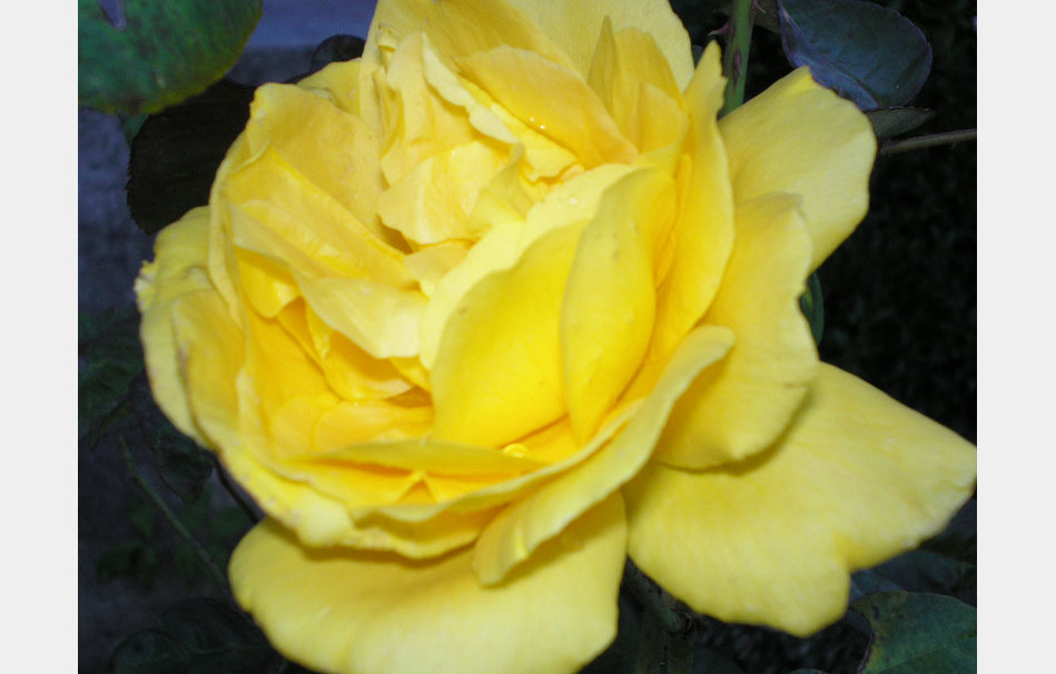 P9090540