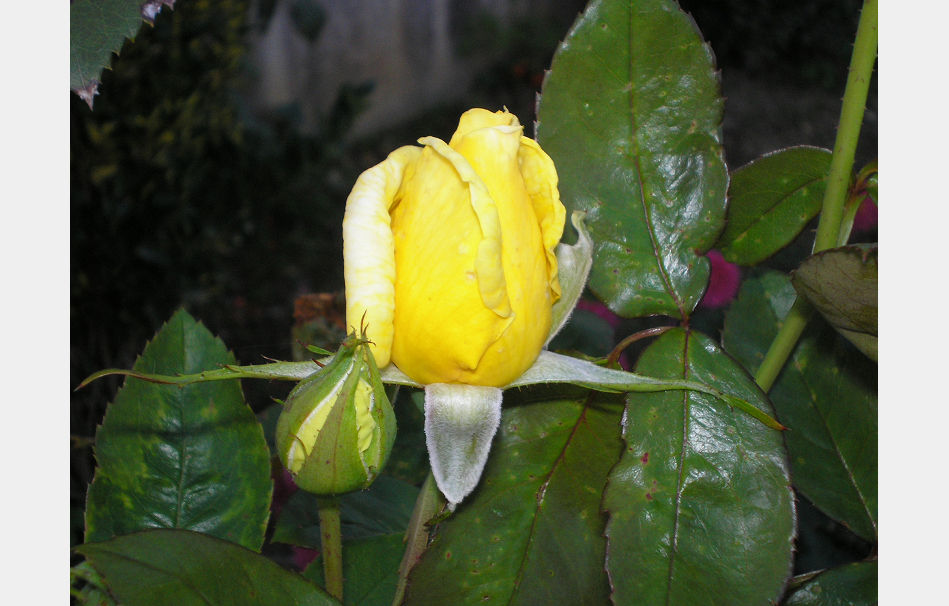 P9090546