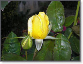 P9090546