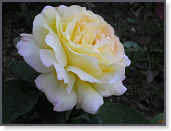 P9090547