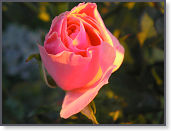 P9090550