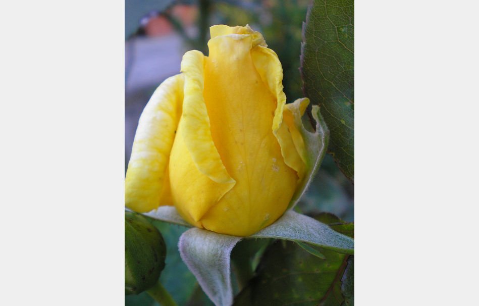 P9090558