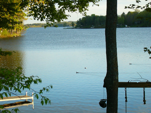 VT 001 south lake ducks